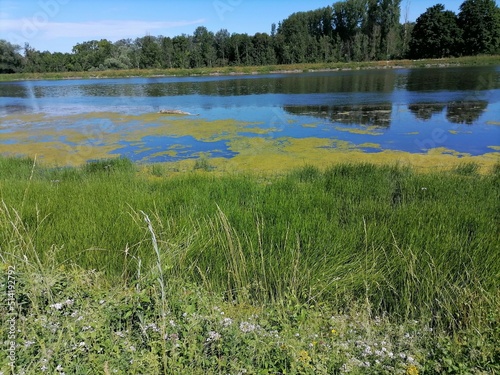 lake in the forest