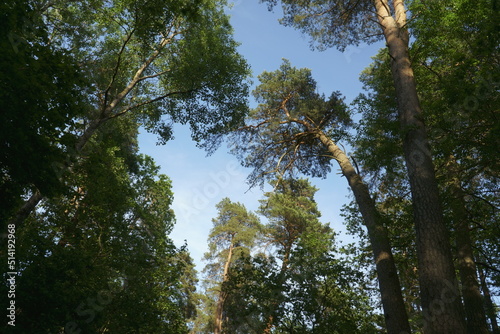 Treetops view, looking up in a mixed tree forest. The tall pine tree between deciduous tree foliage in the wooded environment on blue sky background in sunny summer.