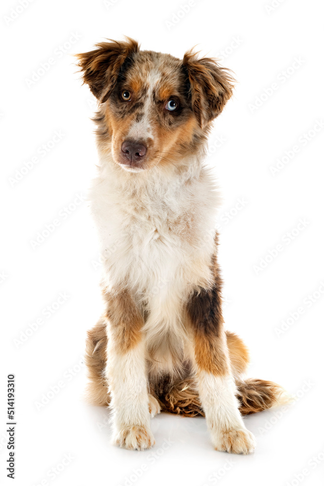 Miniature American Shepherd