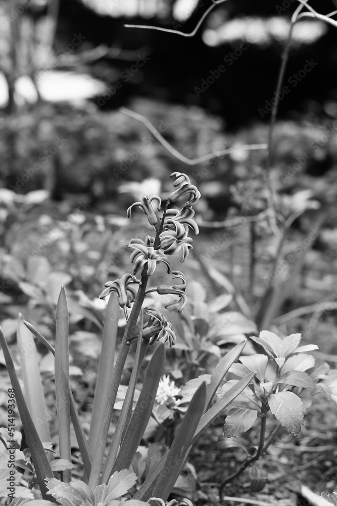 Fototapeta premium black and white flower 