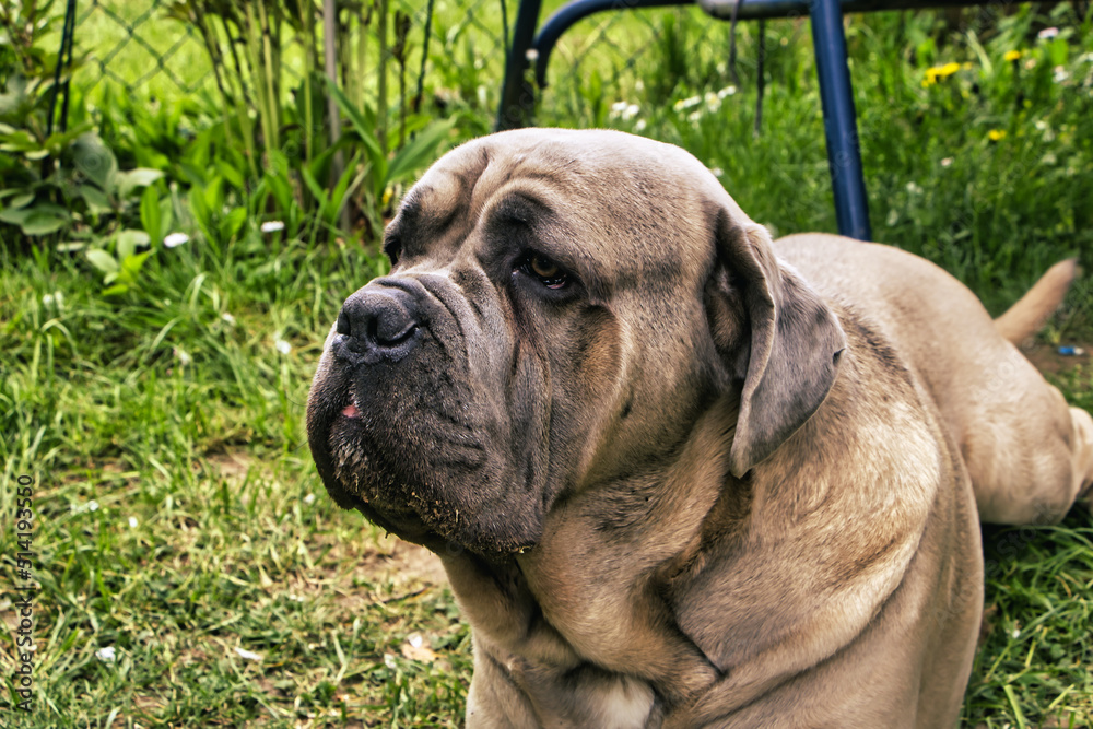 Obraz premium Cane Corso Italiano Brauner Hund