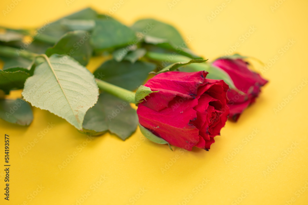 macro picture of a red rose on a yellow background macro picture of a red rose on a yellow background