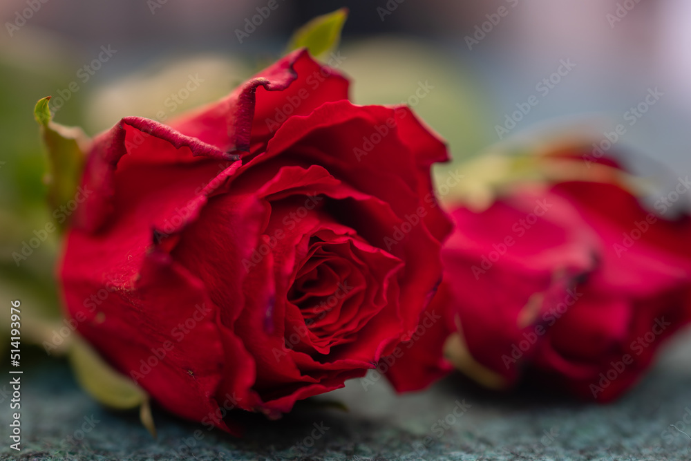 Fototapeta premium macro picture of a red rose