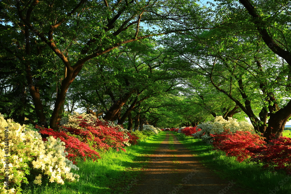 Naklejka premium 岩手県北上市 満開のツツジと夕焼けの夏の風景
