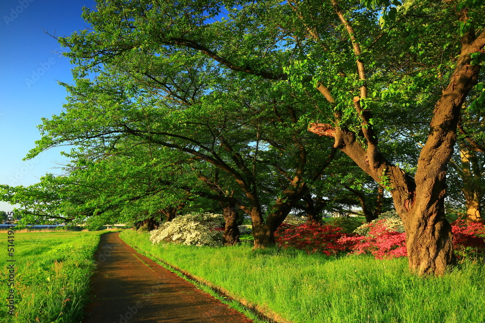 Naklejka premium 岩手県北上市 満開のツツジと夕焼けの夏の風景