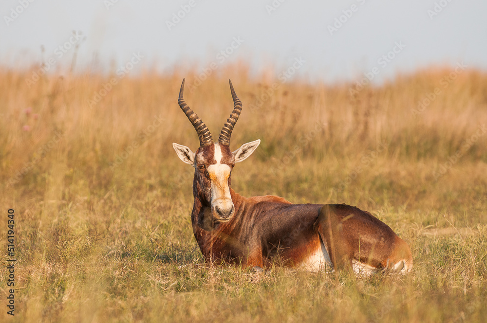 Fototapeta premium Blesbok resting on the savannah