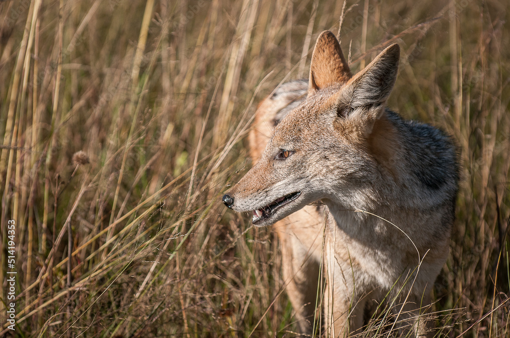 Fototapeta premium black backed jackal