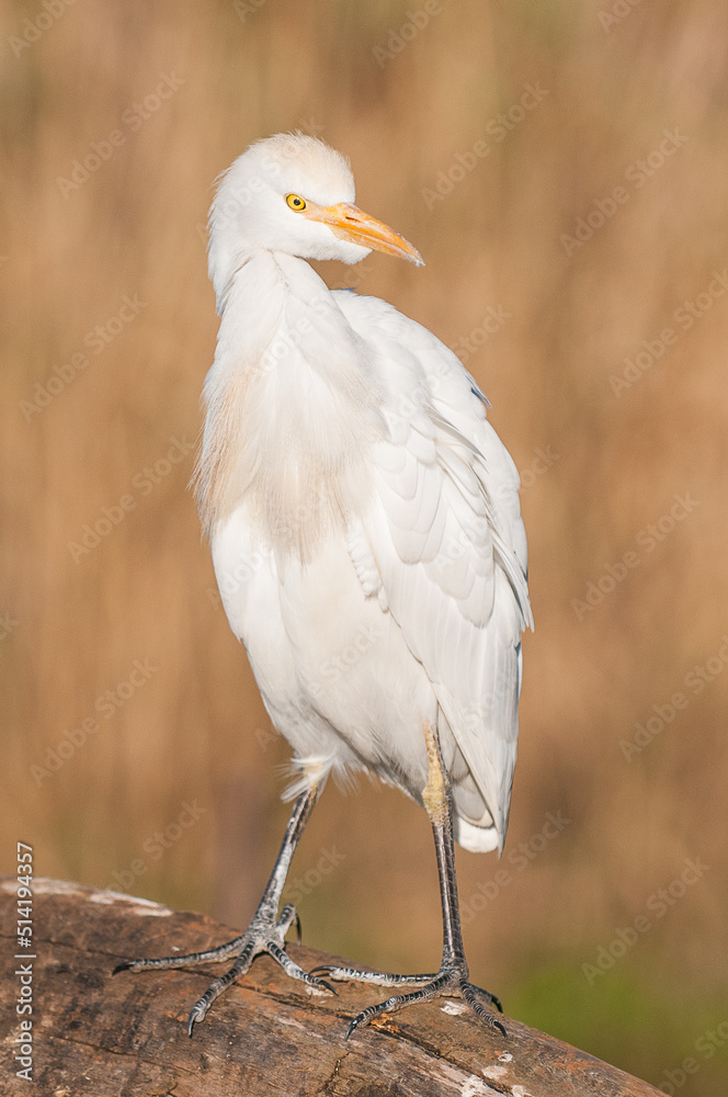 Cattle egret sitting on a branch Cattle egret sitting on a branch