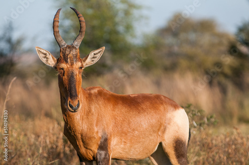 Red hartebeest in the African bush