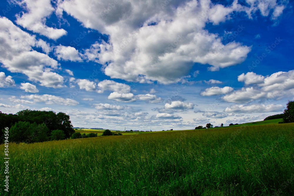 Obraz premium Grüne Feld Landschaft im Sommer