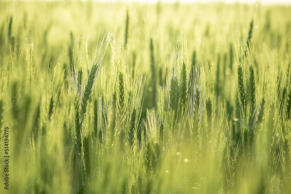 Wheat field harvest. cereal crop Wheat field harvest. cereal crop