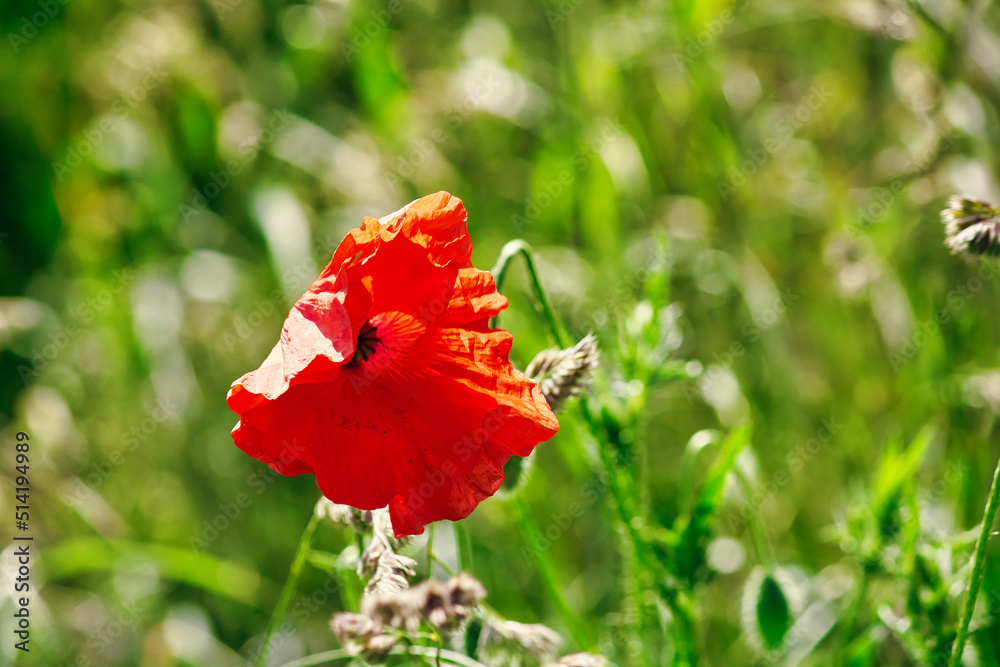 Fototapeta premium Roter Mohn im Feld