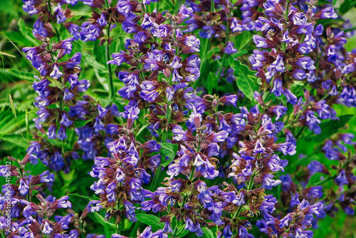 Echter Salbei violette kleine Blumen 