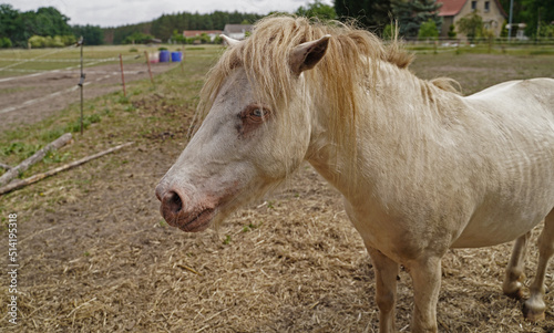 Shetland pony Fredo at pasture photo