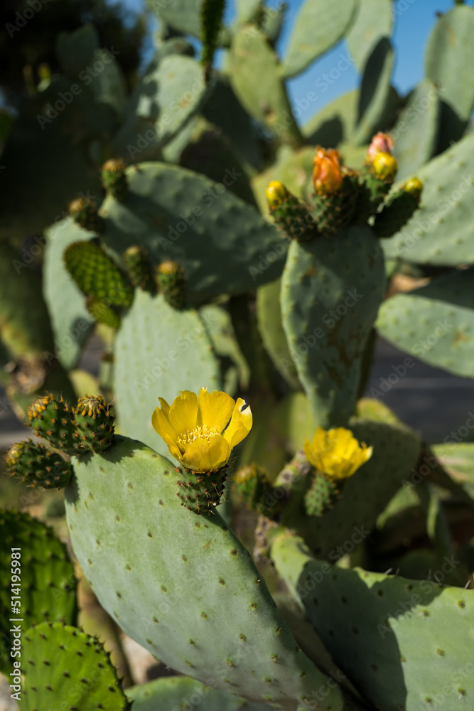 Prickly Pear Cactus in Bloom