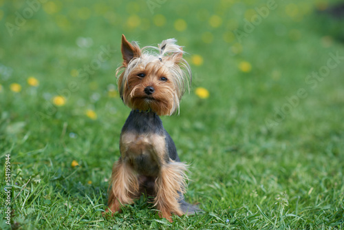 yorkshire terrier on the grass © Oksana