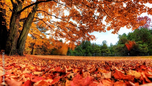 autumn in the park