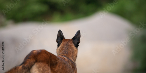 View from behind of a belgian malinois shepherd dog