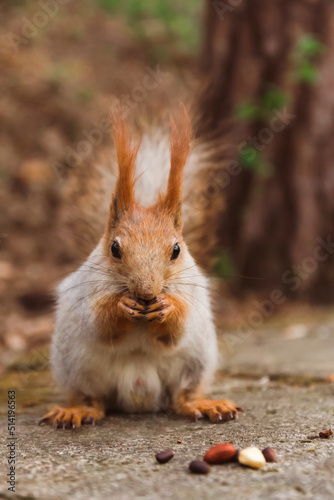 Red-gray squirrel eats various nuts close-up
