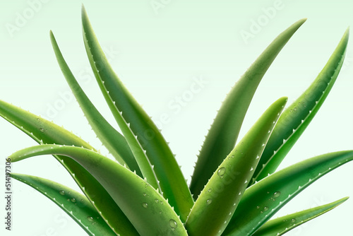 Canvastavla Aloe Vera plant