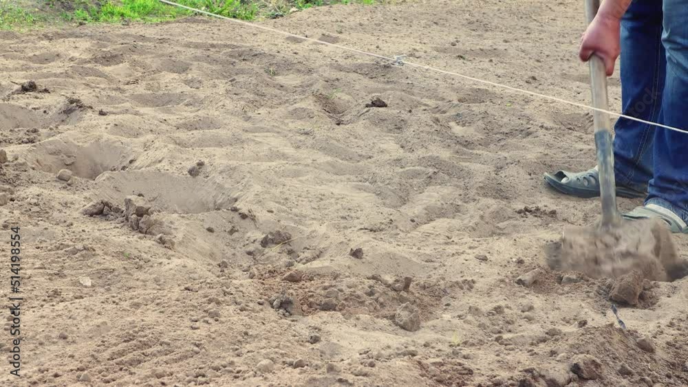 Planting potatoes under a shovel, covering the tubers with earth. The concept of growing potatoes on a personal plot, a farm in agriculture. Work in the garden, sowing and planting vegetables. UHD 4K. Planting potatoes under a shovel, covering the tubers with earth. The concept of growing potatoes on a personal plot, a farm in agriculture. Work in the garden, sowing and planting vegetables. UHD 4K.