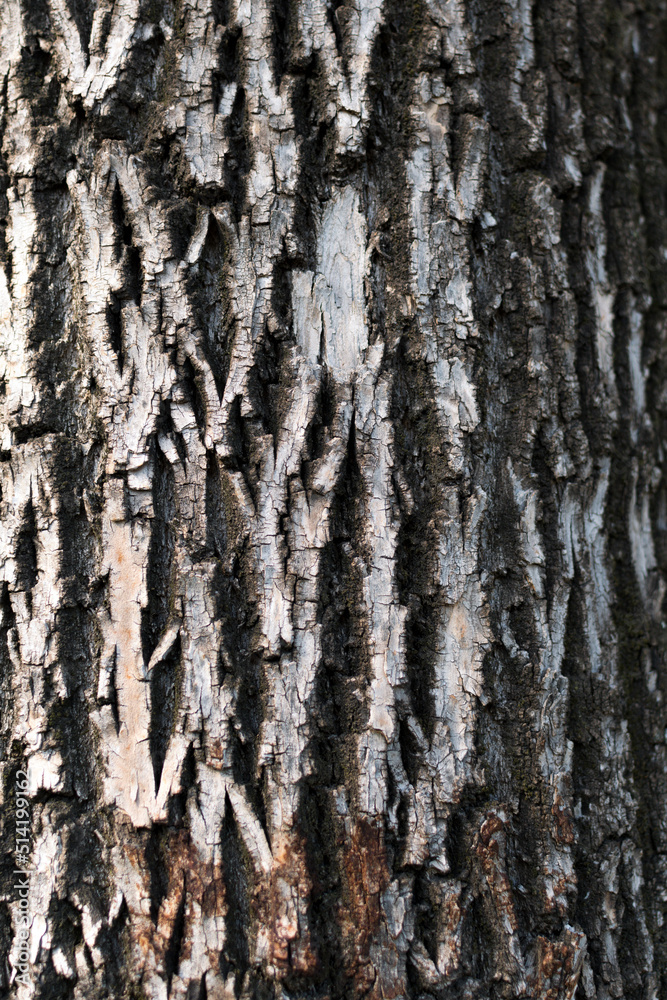 Abstract texture of the bark of a tree. Abstract texture of the bark of a tree.