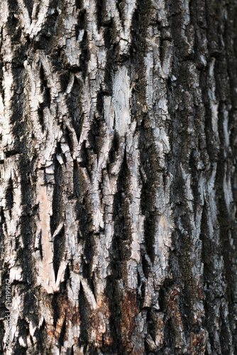 Abstract texture of the bark of a tree.