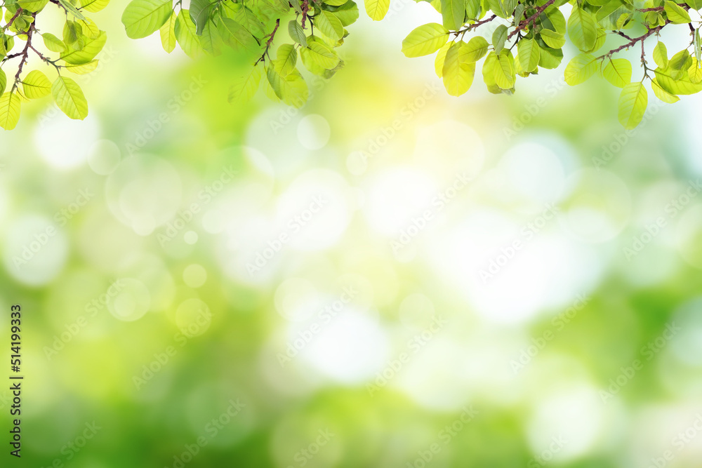 Fresh and green leaves green bokeh on nature abstract blur background green bokeh from tree.Mock up for display. montage of product,Banner or header for advertise on social media,Spring and Summer. Fresh and green leaves green bokeh on nature abstract blur background green bokeh from tree.Mock up for display. montage of product,Banner or header for advertise on social media,Spring and Summer.