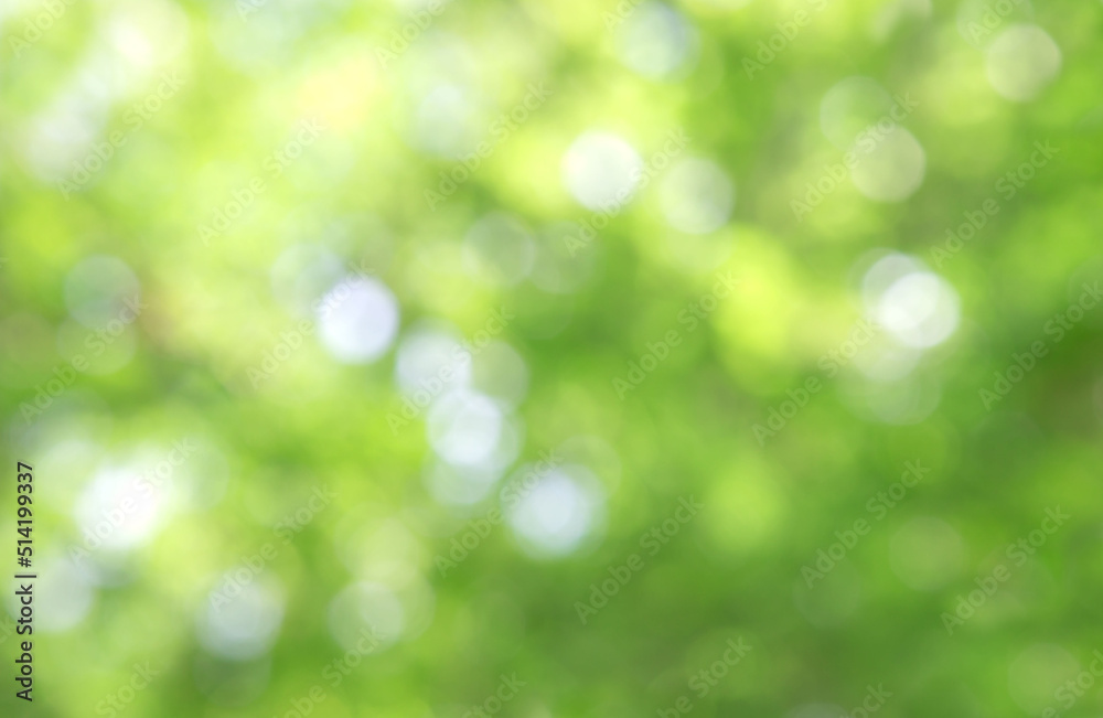 Green bokeh on nature abstract blur background green bokeh from tree.Mock up for display. montage of product,Banner or header for advertise on social media,Spring and Summer. Green bokeh on nature abstract blur background green bokeh from tree.Mock up for display. montage of product,Banner or header for advertise on social media,Spring and Summer.