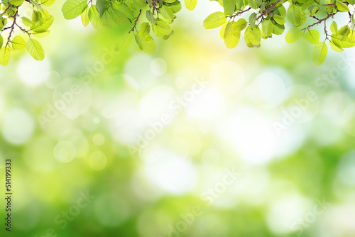 Fresh and green leaves green bokeh on nature abstract blur background green bokeh from tree.Mock up for display.  montage of product,Banner or header for advertise on social media,Spring and Summer. © Gan