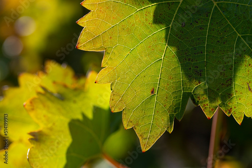 Vineyards illuminated by the sun in autumn. Winemaking. Closeup of a leaf. Selective focus.