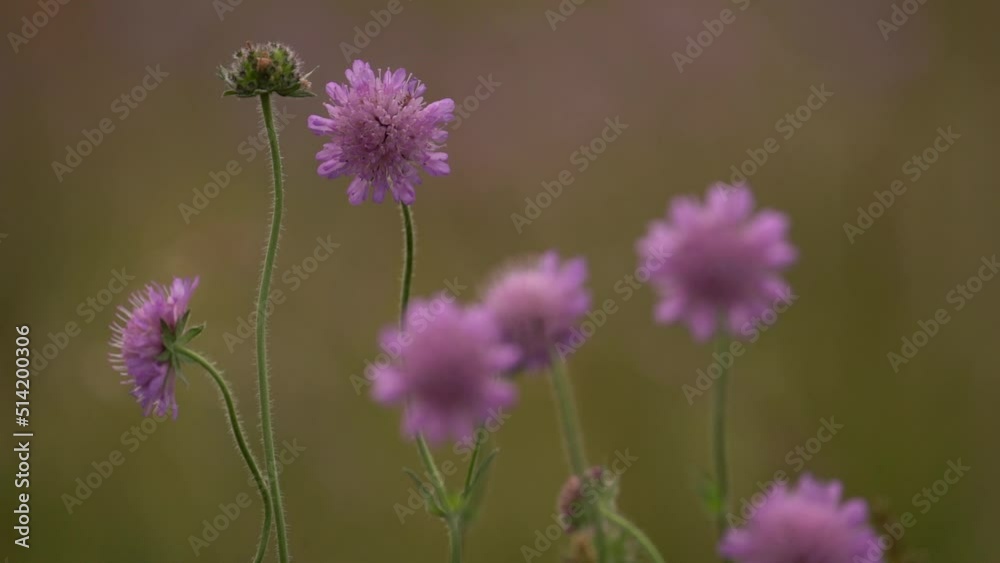 Purple Flowers Of Knautia Arvensis, Field Scabious With Blurred Background. - close up, slow motion Purple Flowers Of Knautia Arvensis, Field Scabious With Blurred Background. - close up, slow motion