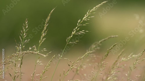 Arrhenatherum Elatius High Grass Swaying With The Wind In The Field. - close up photo