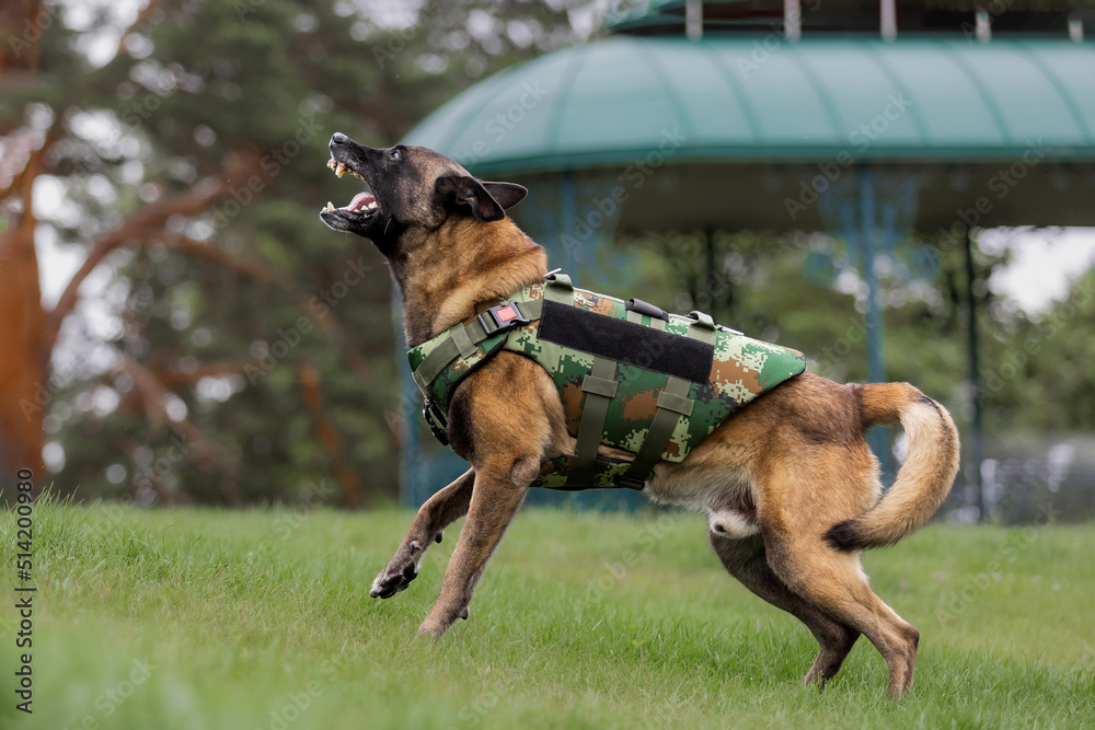 Beautiful malinois dog in body armor at the park