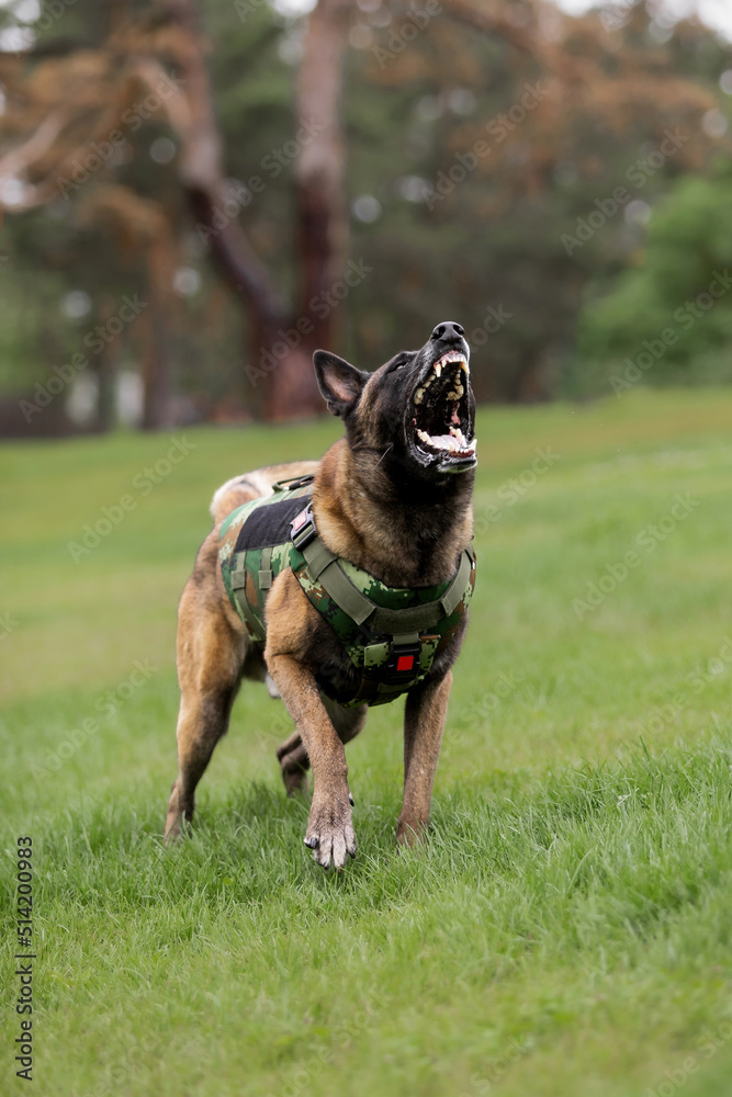 Beautiful malinois dog in body armor at the park Beautiful malinois dog in body armor at the park