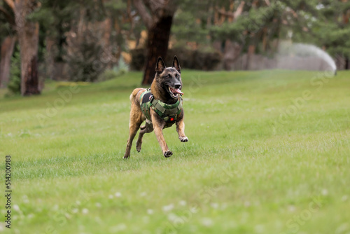 Beautiful malinois dog in body armor at the park