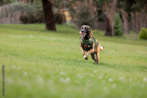Fototapeta Naklejka Na Ścianę i Meble -  Beautiful malinois dog in body armor at the park