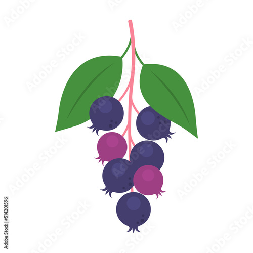 Serviceberry branch isolated on white background. Amelanchier, shadbush, juneberry, saskatoon or sugarplum icon for package design. Vector berries illustration in flat style. photo