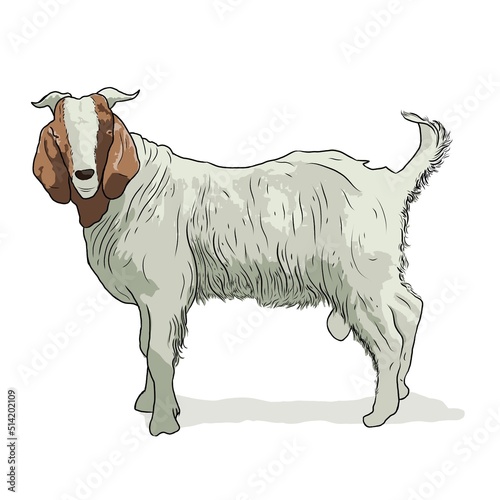 goat on a white background photo
