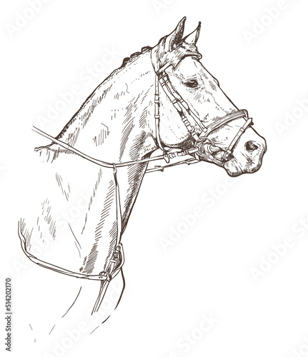 Horse head hand drawn vector illustration