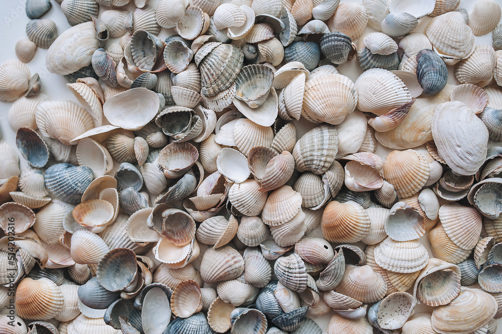 Many gray, white and beige beautiful shells and mussels lie in a thick layer. Natural textured background, top view.
