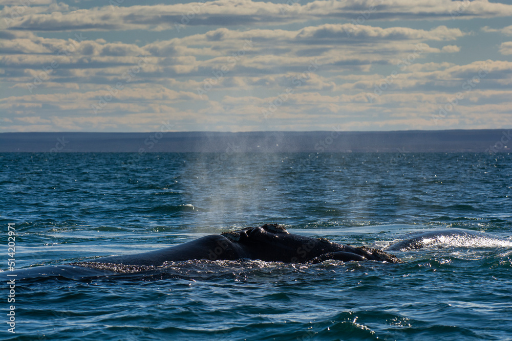 Sohutern right whale breathing in the surface, Peninsula Valdes, Unesco World Heritage Site, Patagonia,Argentina Sohutern right whale breathing in the surface, Peninsula Valdes, Unesco World Heritage Site, Patagonia,Argentina