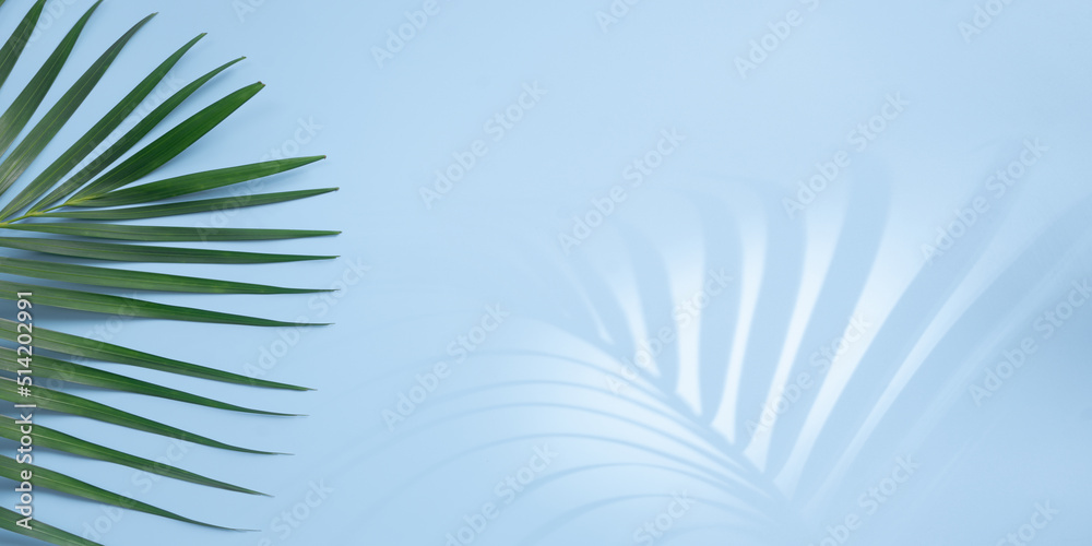 Tropical leaves is placed on a blue background with part of the leaf layout and copy space.