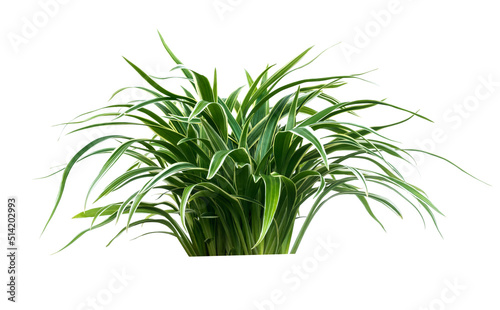 Green plant tree isolated on white background decoration leaves.