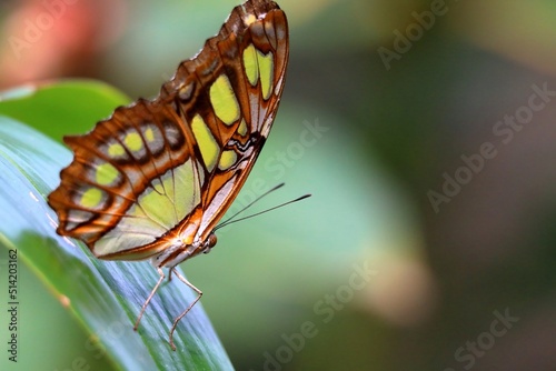 Tropical butterfly in mangrove. Butterflies are insects in the macrolepidopteran clade Rhopalocera from the order Lepidoptera. photo