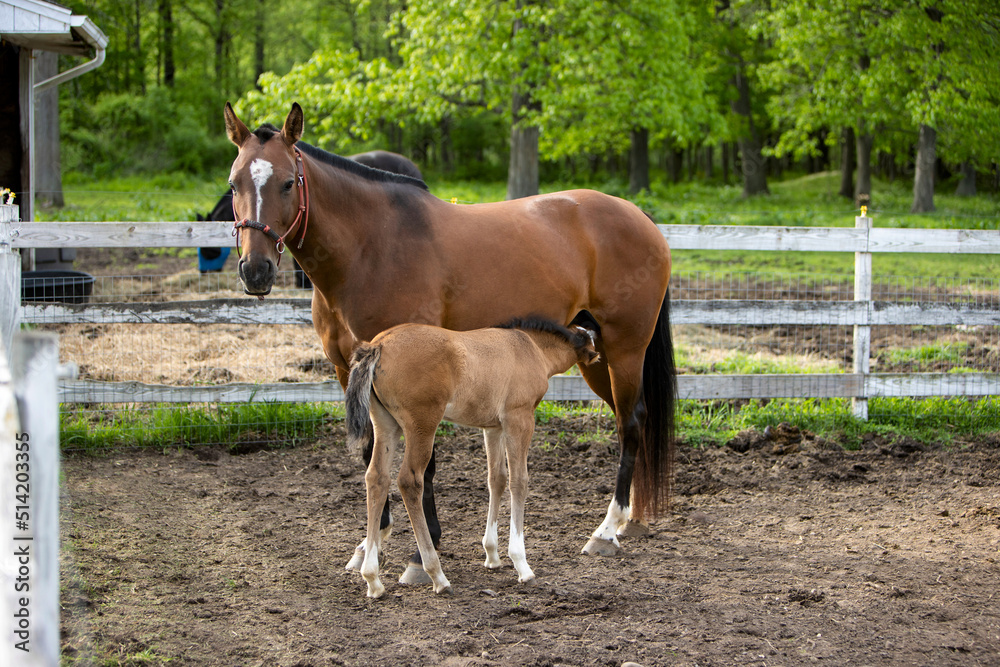 Fototapeta premium A nursing foal with a mare.