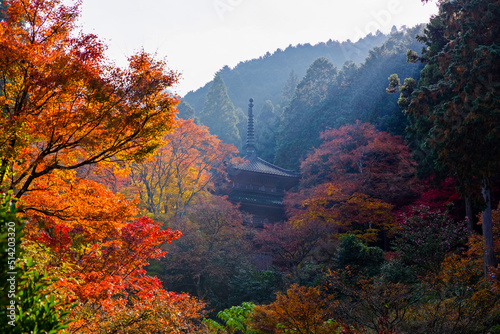 丹波篠山地方の紅葉 © 弘文 杉尾