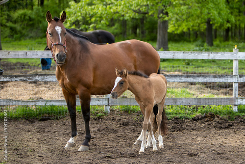 horse and foal in a paddock.