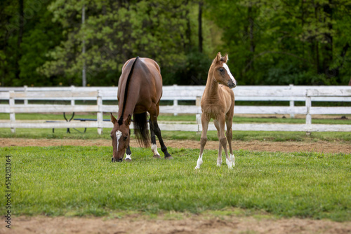 foal and mare