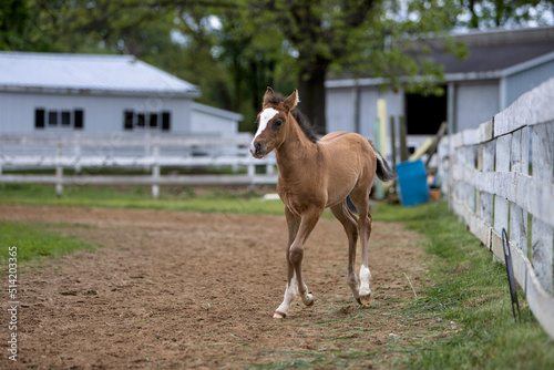 Foal in a paddock at a horse farm.
